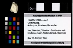 Foto (Objekt + Etikett) von Oxythyreus sp.  (NHMW-GEO-1990-0041-2695)